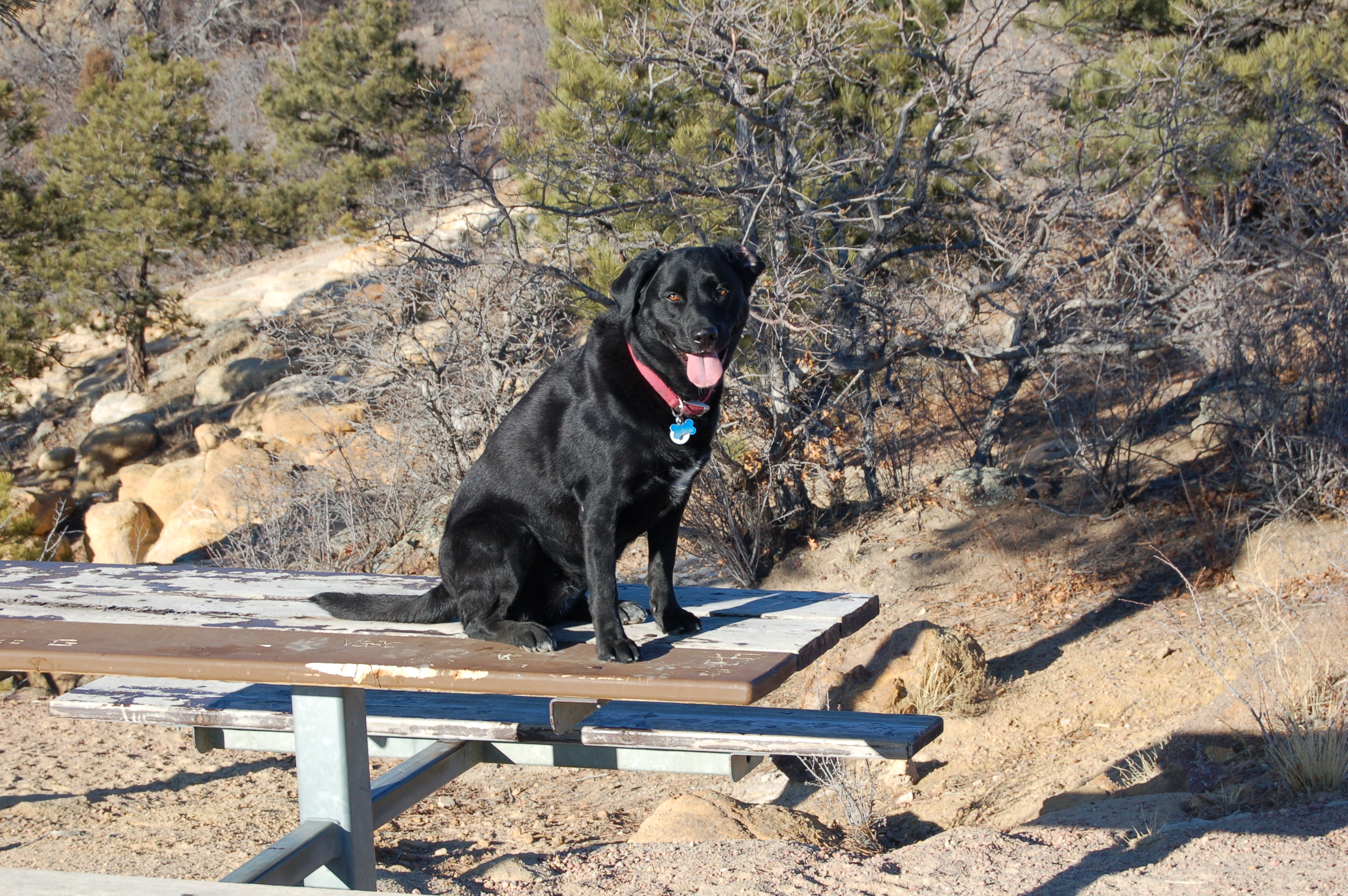 black lab on a picnic table
